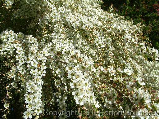 Leptospermum flavescens 'Cardwell'_3 